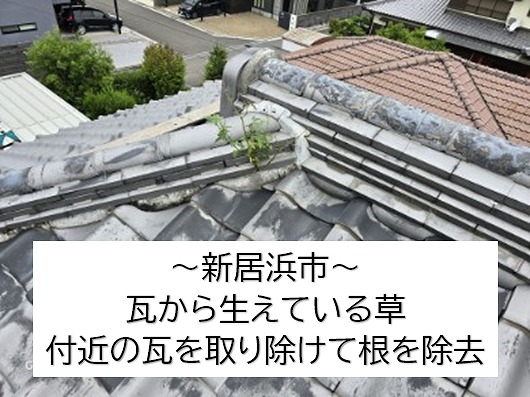 新居浜市で瓦から生えた草を取り除けるため、本棟と隅棟の瓦と土の取り除けを行います。