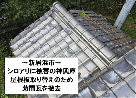 新居浜市。シロアリ被害の神輿庫屋根。大工工事のために菊間瓦を撤去します。